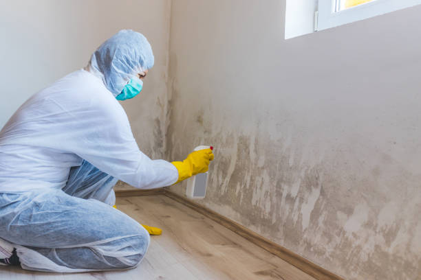 Licensed Basement Mold Remediation service in Saratoga, NC - 24 Hour Mold Removal