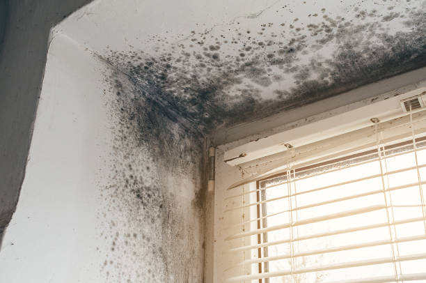 Affordable Basement Mold Remediation solutions in Saratoga, NC